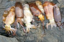 夏にアオリイカを釣るぞ!夏のアオリイカは釣り場選びが重要