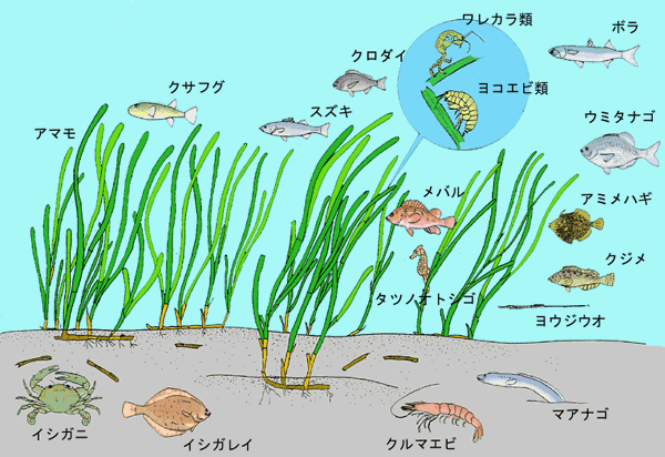 和歌山のアオリイカポイントへ出陣！ 夏アオリ求めてヤエン釣り