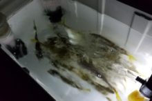 激熱 秋イカ!アオリイカの釣果は熱かった!和歌山完全攻略