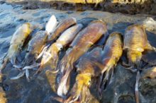 【アオリイカ釣りは簡単】時期と釣り場が合えば釣ったも同然です
