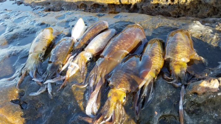 【アオリイカ釣りは簡単】時期と釣り場が合えば釣ったも同然です