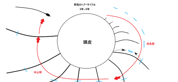 ヘアサイクルを戻すと抜け毛減るって具体的にどうゆう事? 【男性女性 10代 20代 30代 40代対象】
