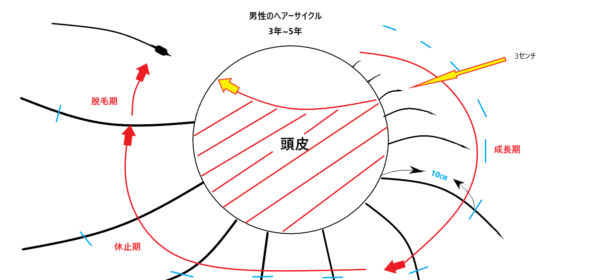 ヘアサイクルを戻すと抜け毛減るって具体的にどうゆう事? 【男性女性 10代 20代 30代 40代対象】
