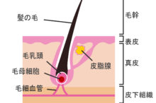 抜け毛原因を突き止めて予防対策したい【育毛剤の効果】