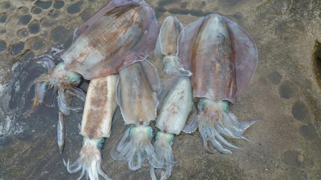 アオリイカ爆釣 時期 海況解析して釣れない症候群から脱出 あきブログ ヤエン釣り情報サイト