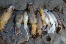 この春 差がつく!アオリイカ釣りは時間と潮で爆釣する【入門編】