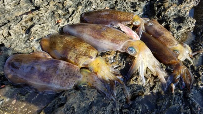 アオリイカの釣果は出た 水温下がる和歌山を攻略してきた あきブログ ヤエン釣り情報サイト