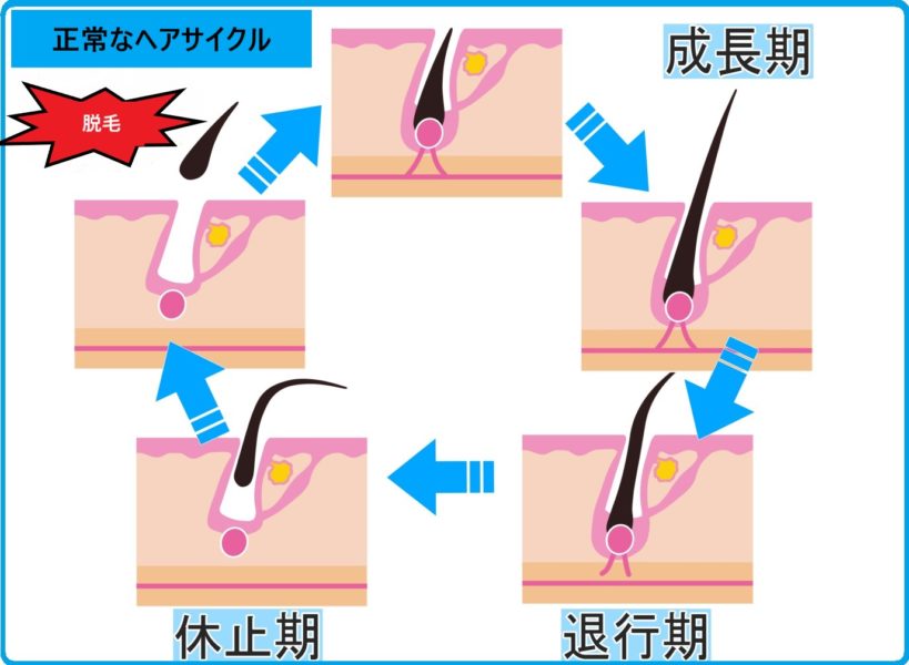 正常なヘアサイクル