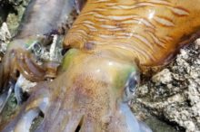 【春イカ乱舞】釣果でた?和歌山県紀北地磯でヤエン釣りの巻