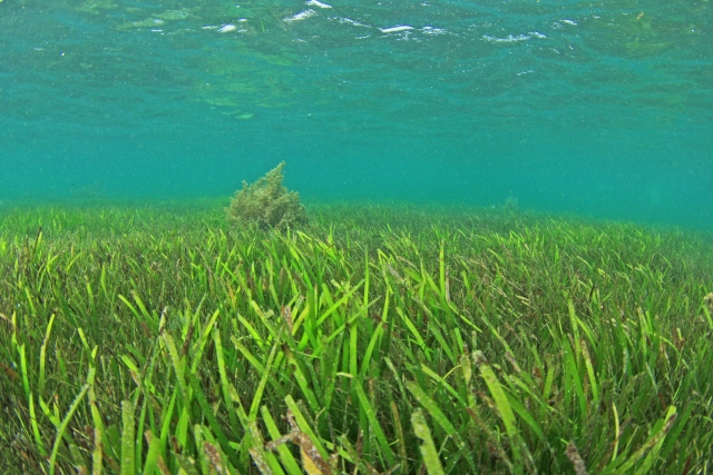 【和歌山攻略】夏イカ釣りにヤエンエギングに出掛けませんか？