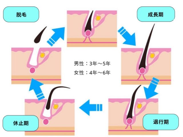 正常なヘアサイクル画像