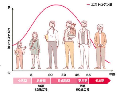 女性のホルモンの生涯分泌量をaoriyaen.comが解説