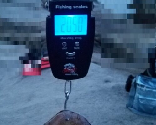 2.05キロの春イカの重量