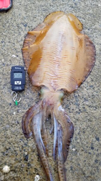 2580gの春イカを釣り上げる