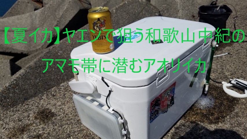 夏イカをヤエンで釣りたい 和歌山南紀のアマモ帯に潜むアオリイカ 夏イカをヤエンで釣りたい 和歌山南紀のアマモ帯に潜むアオリイカ