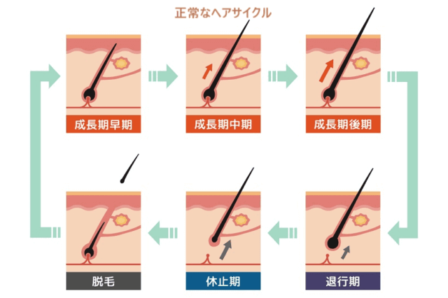 ヘアサイクルを解説