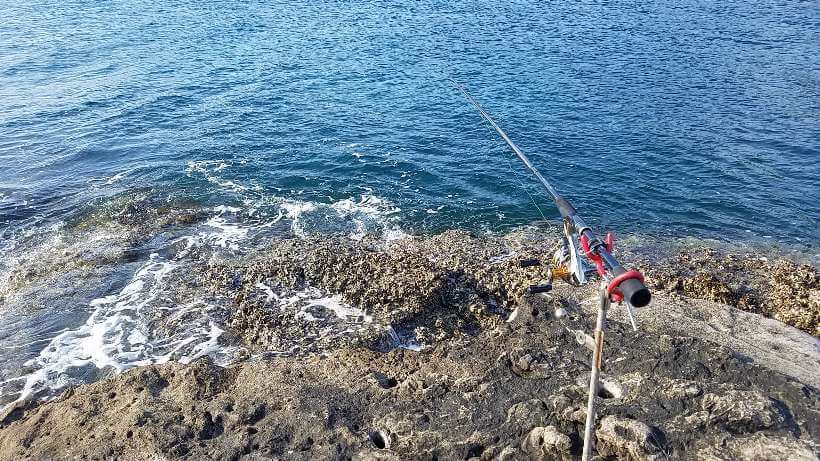 和歌山の穴場は藻バーランド：ヤエンでアオリイカ釣り上げる難易高し！