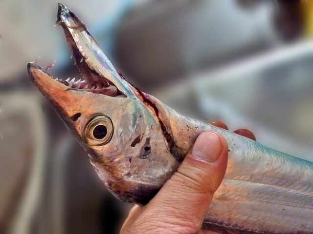 釣りを通して釣った魚を料理(和食)し楽しむ事を推進しています。