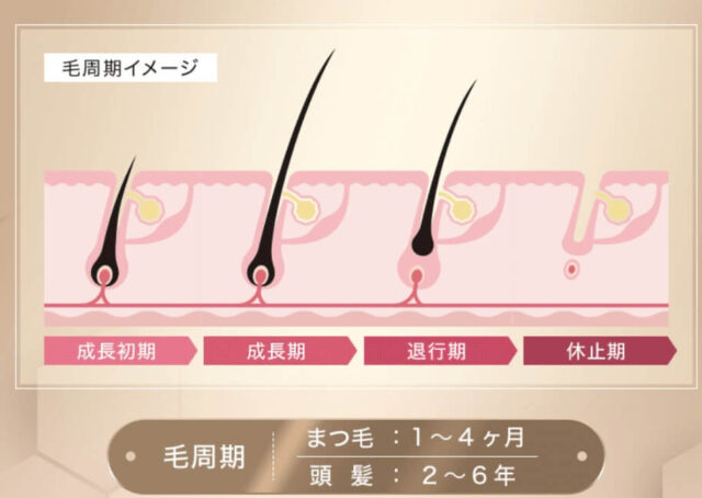 まつ毛のヘアサイクル