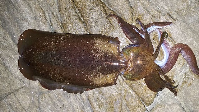 すさみ町のアオリイカ釣り
