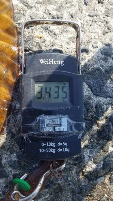 3,435キロのアオリイカを和歌山県中紀で釣った