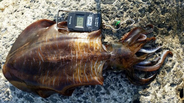 中紀で釣り上げた春イカ1745グラム