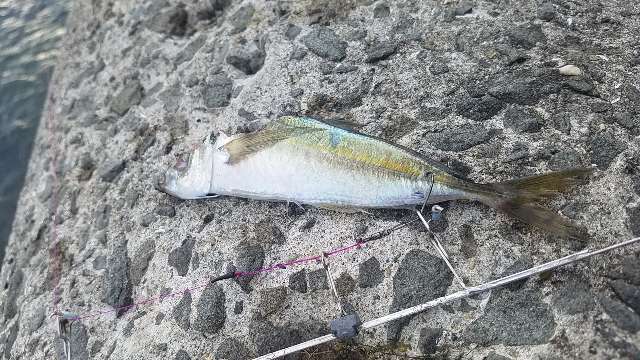 春イカシーズン待ったなし！和歌山中紀でヤエン釣りに挑む！アオリイカ釣果速報