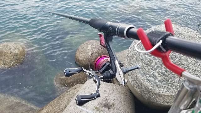 和歌山春イカ釣行2日目：中紀のモンスターアオリイカ降臨！