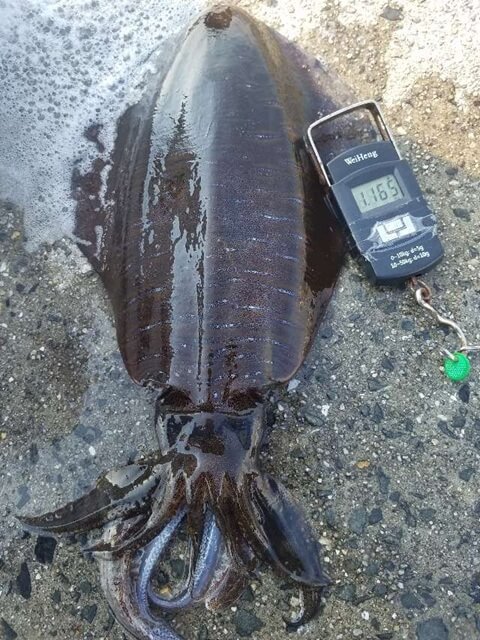 私の実釣体験！和歌山で夏イカ3杯をヤエンでキャッチ