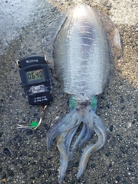 私の実釣体験！和歌山で夏イカ3杯をヤエンでキャッチ