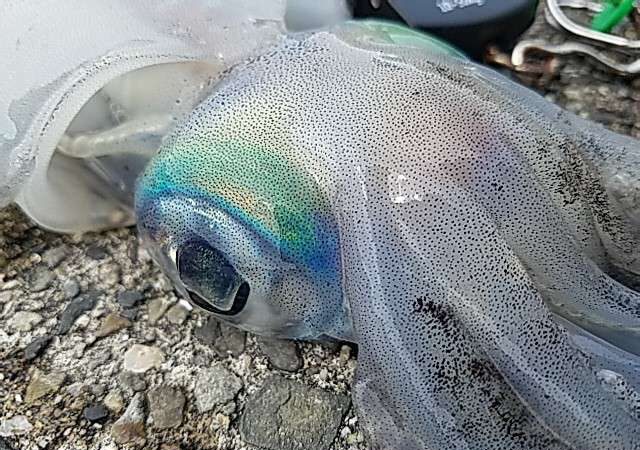 夏イカヤエン釣りの魅力と和歌山の可能性