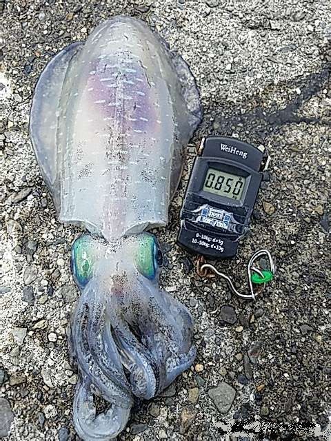私の実釣体験！和歌山で夏イカ3杯をヤエンでキャッチ