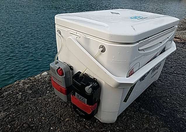 私の実釣体験！和歌山で夏イカ3杯をヤエンでキャッチ