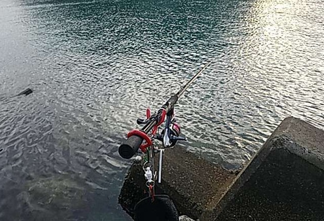 和歌山の夏イカをヤエン釣りで攻略すべき4つのポイント
