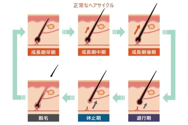 ヘアサイクルを解説