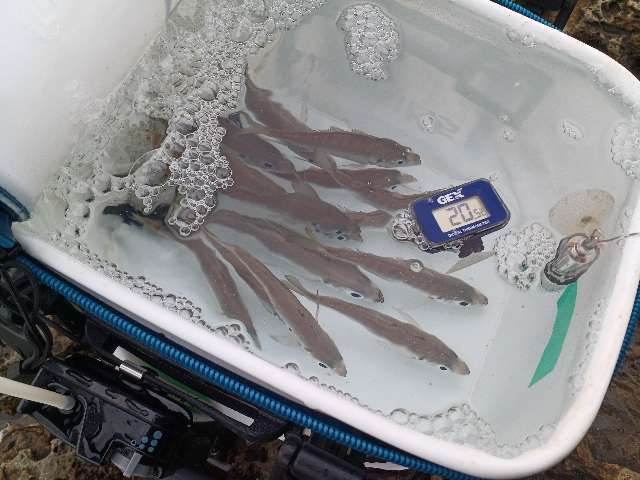 活きアジの調達と移動中の思考