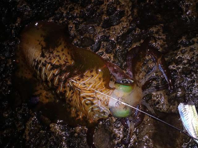 ウネリの中でのアジ操作とラインメンディング