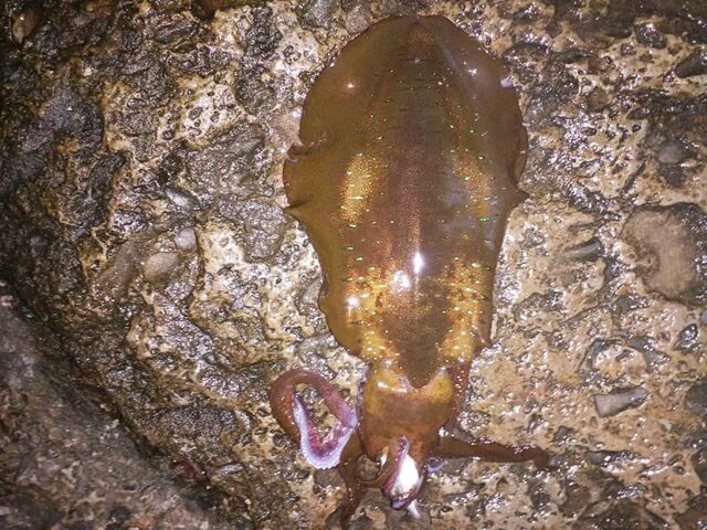 アベレージサイズへの悩みと追加の1杯