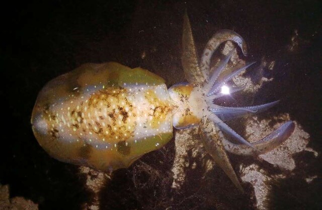 深夜のアオリイカとの攻防。月明かりと潮の変化を読みバイトを誘う