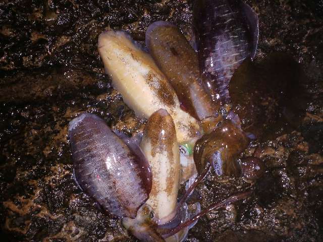 まとめ：和歌山すさみ地磯でのヤエン釣果は7ハイ