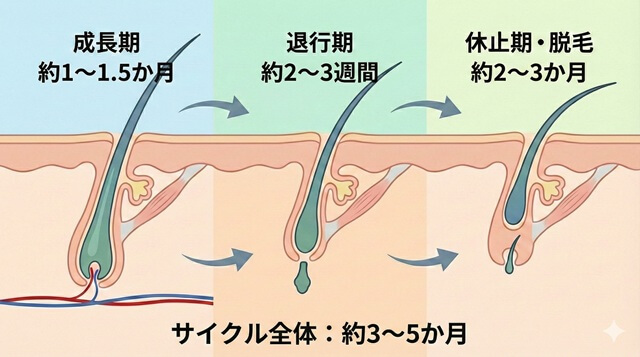 まつ毛の毛周期