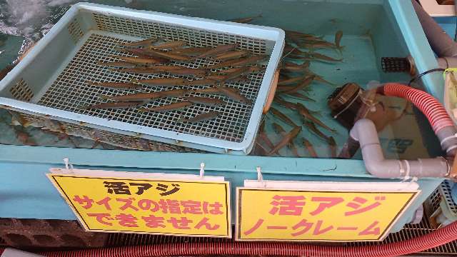 釣太郎の活きアジ